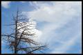 CRW_8840 Tree and sky